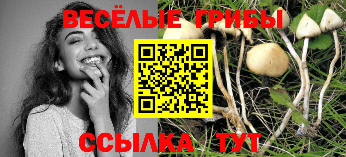 Галлюциногенные грибы Psilocybine cubensis Калининград