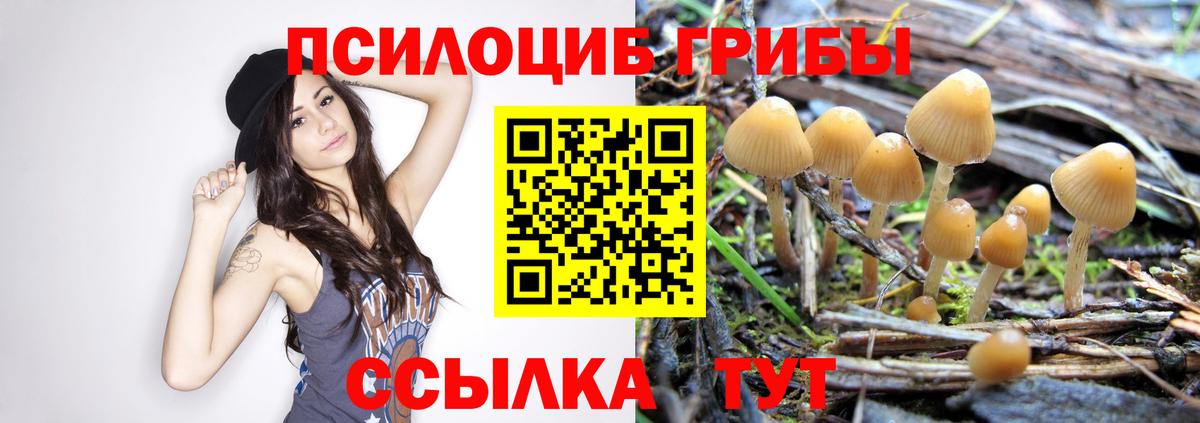 Псилоцибиновые грибы Psilocybine cubensis  Вход с VPN  Калининград 